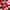Gingembre Rouge Latte Corpo di Benessere