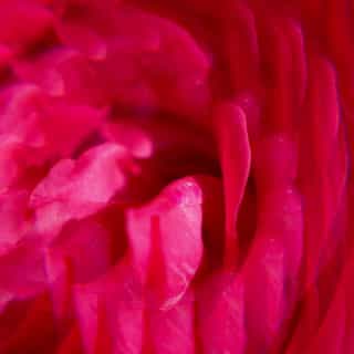 Gingembre Rouge Acqua Profumata di Benessere