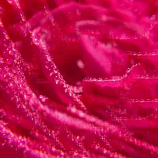 Rose Acqua Profumata di Benessere