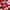 Gingembre Rouge Latte Corpo di Benessere