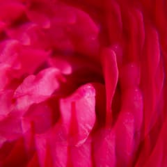 Gingembre Rouge Acqua Profumata di Benessere