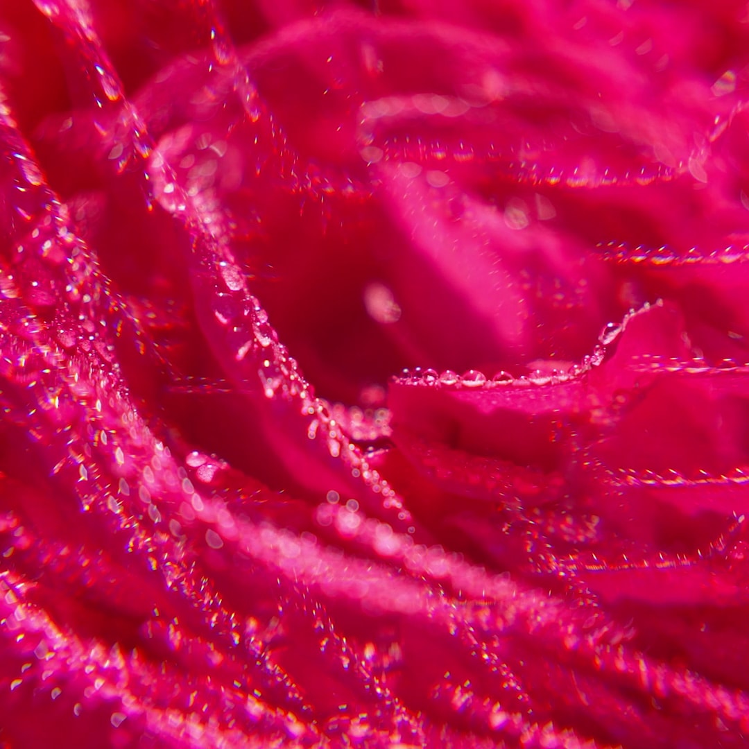 Rose Acqua Profumata di Benessere