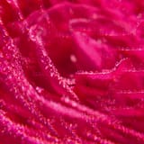 Rose Acqua Profumata di Benessere