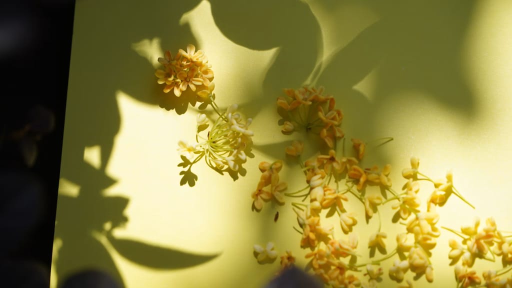 Osmanto: il fiore segreto che profuma di albicocca